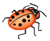 Lady Bug